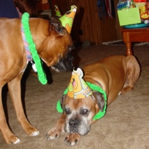 Let's party Baxter
