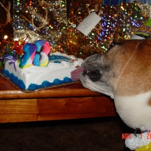 Goliath sneaks a lick