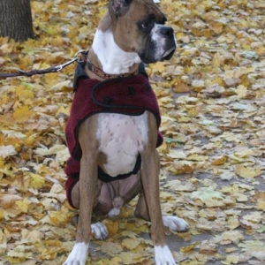 Autumn Leaves