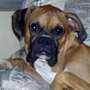 Handsome Boxer Boy!