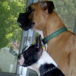 Where's that pesky squirrel?