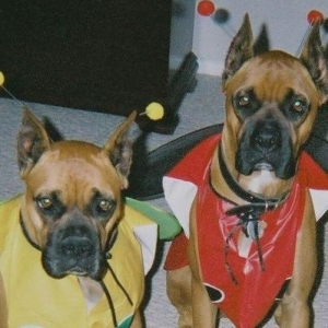 Halloween Ladybugs