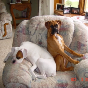 our babies....their chair