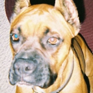 My boy, Oscar