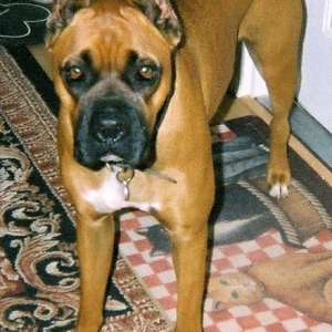 Oscar