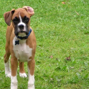 Dad please fix my ear