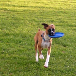 Fetch