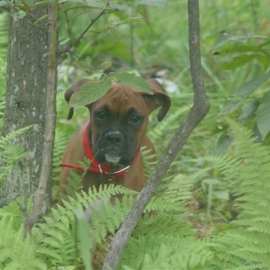 Macie