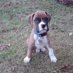 Boxerworld