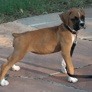 Tara @ 9 weeks