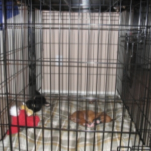 Gunner and his crate
