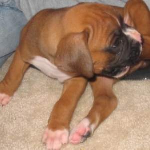 Gunner Biting His Foot