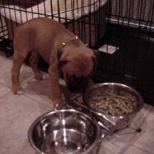 First dinner at his new home