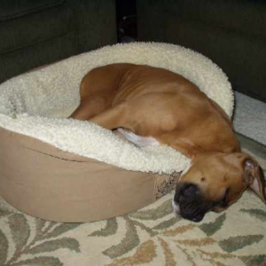 Man I love my bed