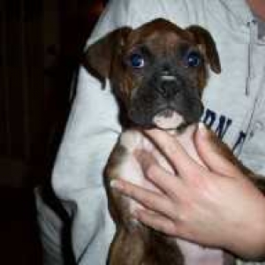 New Puppie