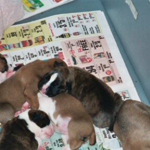 Gypsy at 1 week