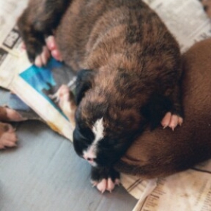 Gypsy at 2 1/2 wks
