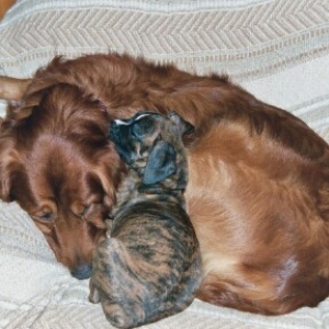 Gypsy & Bear Naptime