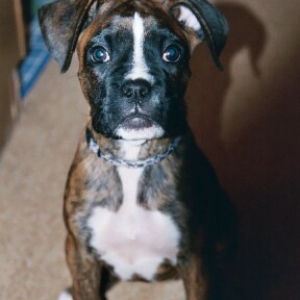 Gypsy at 10 wks