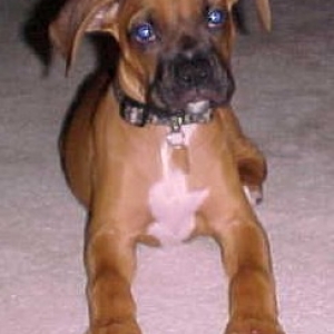 8 weeks