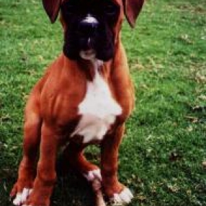I need to grow into my head and paws