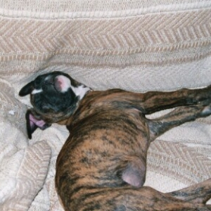 Gypsy Naptime (comfy?) 10-24-03