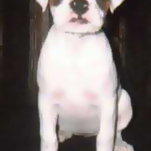 Sacha