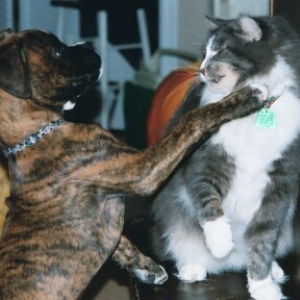 Gypsy Playtime with Tigger