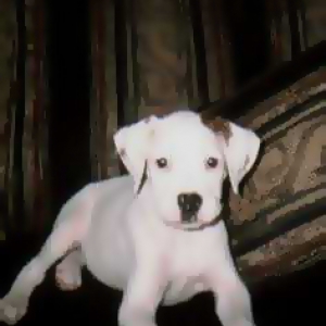 Snoopy