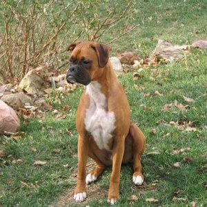 Big Boy!