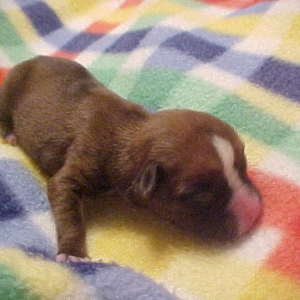Sassy --3 Days old