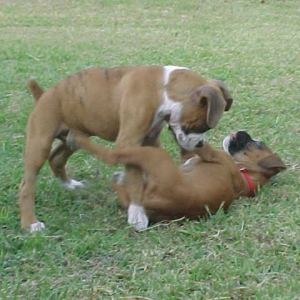 Sassy and Sarge