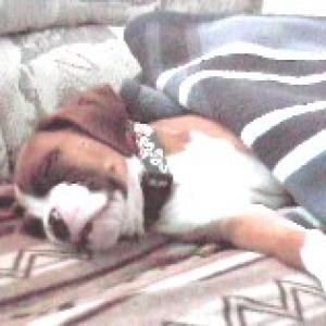 Tuckered out