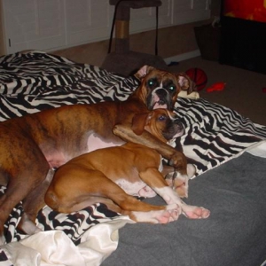 Boxer Bed