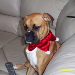 santa's little helper