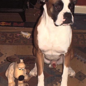 tango_gromit
