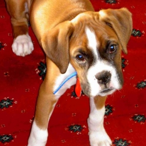 Louie at 13 weeks old