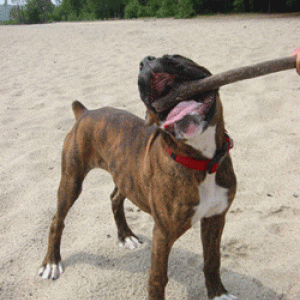 big stick