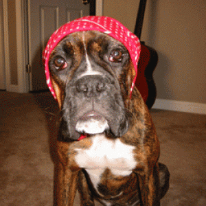 Babushka boxer