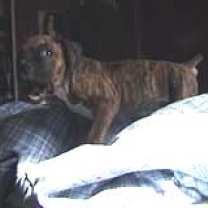 fozzie's 1st day