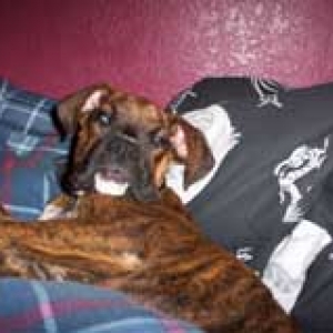 sleepy dog