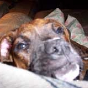 fozzie