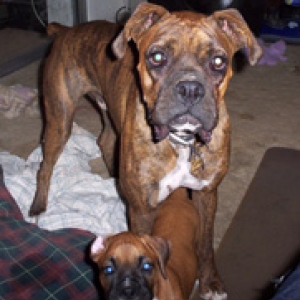 luna and fozzie