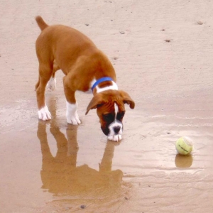 louie on the beech