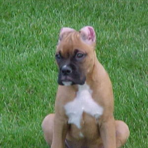 Blaze at 4 months