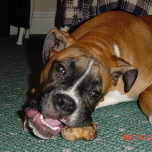 Max got a lamb femur...gross too!