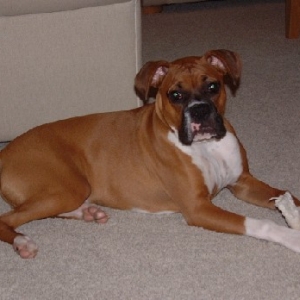 I love my bone