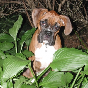 Finley in the bushes