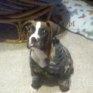 spanx's hoody