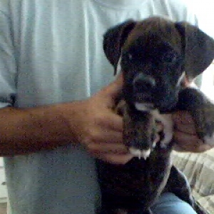 Bodie3